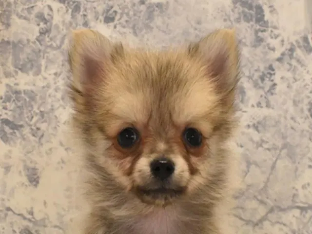 千葉県のハーフ犬・ミックス犬 (ペッツワン船橋習志野店/2025年2月17日生まれ/男の子/クリームセーブル)の子犬